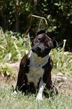 STAFFIE 424